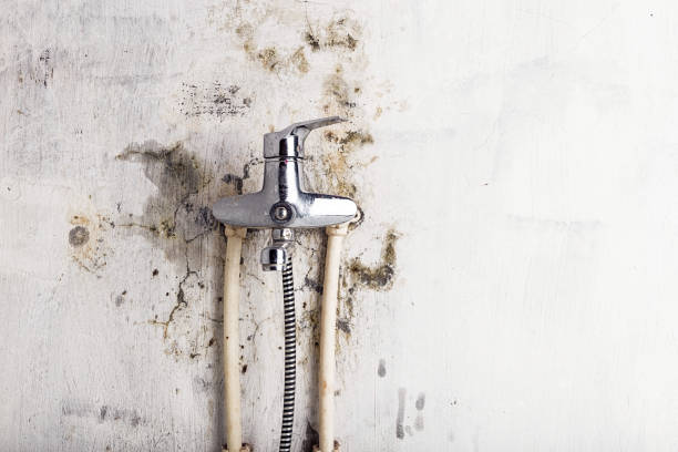 Best Residential Mold Removal  in Central Park, WA
