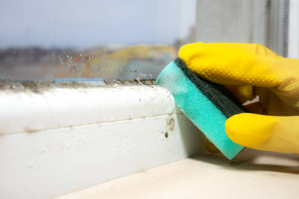 Best Commercial Mold Removal  in Central Park, WA