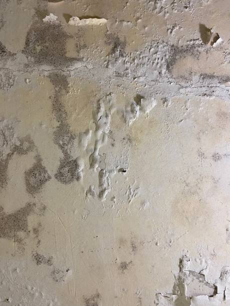 Best Fast Mold Removal  in Central Park, WA