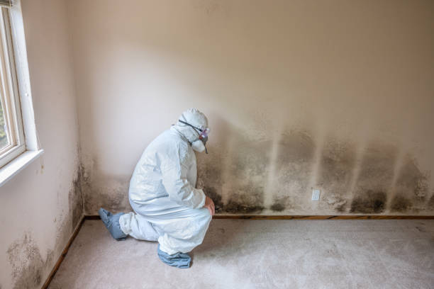 Best Same-Day Mold Removal  in Central Park, WA