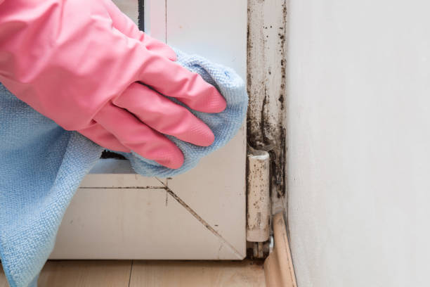 Best Crawl Space Mold Removal  in Central Park, WA